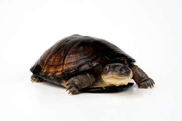 Westafrikanische Klappbrust-Pelomeduse // West African mud turtle (Pelusios castaneus)