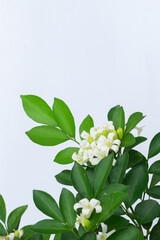Murraya paniculata flower White background