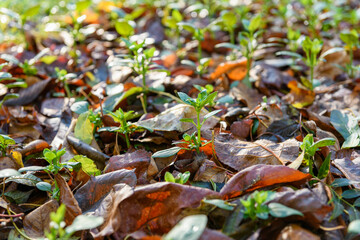 Cool flowers. Flowerbed mulched with thick layer of fallen leaves. Growing winter hardy annuals with the protection of leaves mulch.