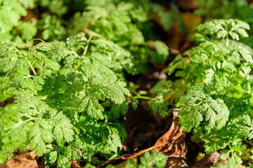 Cool flowers. Flowerbed of young Feverfew plants mulched with thick layer of fallen leaves. Growing...