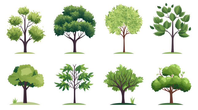 Collection of trees, illustration, isolated or white background