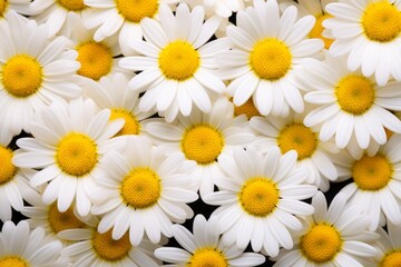 Unveiling the Charm: White Daisies in Full Bloom at a Pristine Daisy Field Generative AI