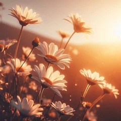 Foto op Plexiglas realistic Idyllic daisy bloom in spring summer autumn season with yellow sun ray in evening or morning © JE