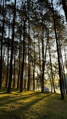 In the morning forest, the sunlight penetrates through the trees, reflecting on the water in the reservoir.