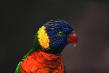 loro arcoiris