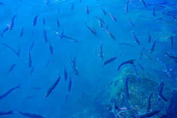 Fototapeta na wymiar Herd mullet fish in the blue ocean water in Corralejo, Fuerteventura, can be used as natural background.