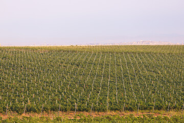 Masazir. Baku. Azerbaijan. 07.16.2021. Large plantations of grapes.