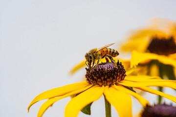 Biene auf Sonnenhut 4