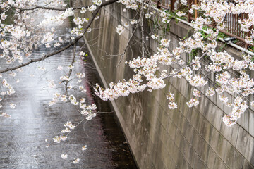 Sakura Tree in Cherry Blossom season at Meguro River, Tokyo , Japan - 684215386