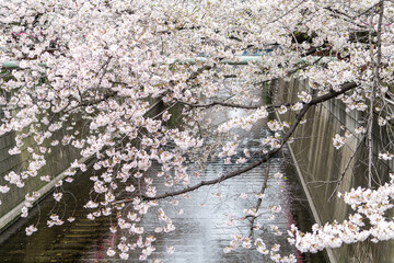 Sakura Tree in Cherry Blossom season at Meguro River, Tokyo , Japan - 684215950
