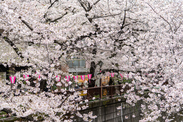 Sakura Tree in Cherry Blossom season at Meguro River, Tokyo , Japan - 684215963