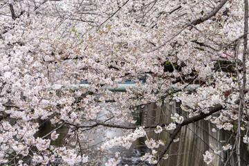 Sakura Tree in Cherry Blossom season at Meguro River, Tokyo , Japan - 684215988