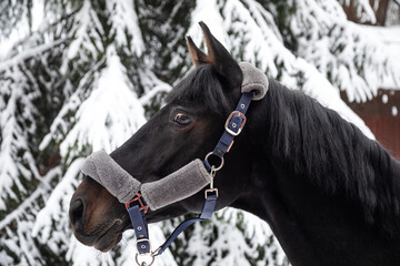 Portrait of a beautiful black horse. Winter snowy day. A beautiful horse. Horse's head.