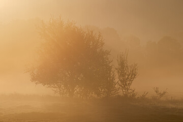 Atmospheric landscape with trees at sunrise and fog glowing orange in Bad Pyrmont, Germany. - obrazy, fototapety, plakaty