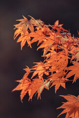 Orange maple leaves, beautiful autumn background.