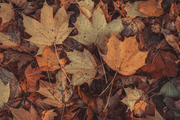 Yellow autumn maple leaves on the ground, can be used as a natural background.