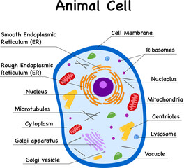 Animal cell parts diagram with labels for shines , biology and zoology classes