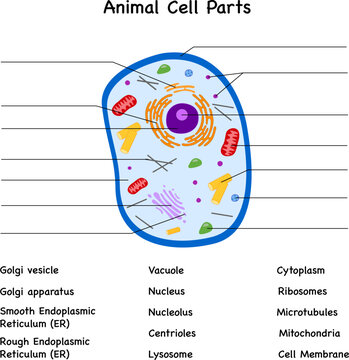 Animal cell parts diagram with labels and blind fields 