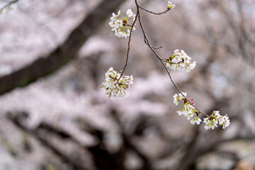 Sakura Cherry blossoms at Chidorigafuchi, Tokyo, Japan. - 684218538