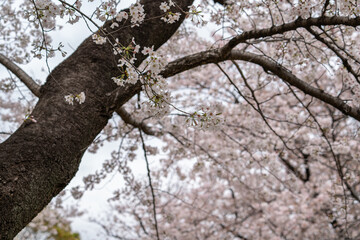 Sakura tree in Cherry Blossom season , Tokyo , Japan - 684218583