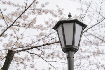 Fototapeta na wymiar lamp background with cherry blossom at Chidorigafuchi, Tokyo-Japan