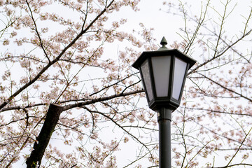 lamp background with cherry blossom at Chidorigafuchi, Tokyo-Japan - 684218712