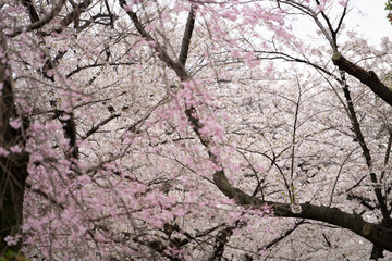 Sakura tree in Cherry Blossom season , Tokyo , Japan - 684218717