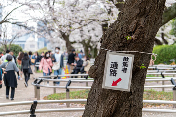Japan cherry blossom at Chidorigafuchi, Tokyo-Japan - 684218734