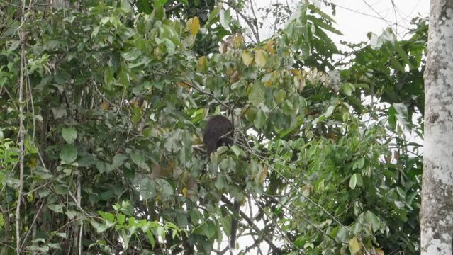Lucifer Titi or Yellow handed Titi Monkey, Callicebus lucifer, climbing in a tropical tree in the amazon rainforest region in the Cuyabeno Wildlife Reserve, Ecuador.