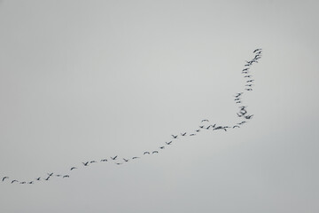 Flying school of cranes in the sky, wedge in the sky birds fly to the south.