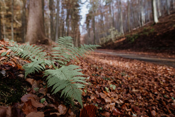 Landscape with dryopteris erythrosora, the autumn fern, Japanese wood fern or copper shield fern in the autumn forest.