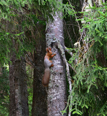 View of a squirrel climbing a tree in a forest in Artvin, Turkey.