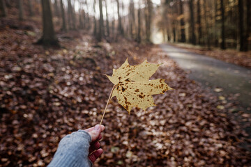 Autumn maple leaf in hand on a blurred background of the autumn forest, macro.