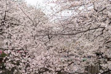 Sakura tree in Cherry Blossom season , Tokyo , Japan - 684218939