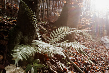 Landscape with dryopteris erythrosora, the autumn fern, Japanese wood fern or copper shield fern in the autumn forest.