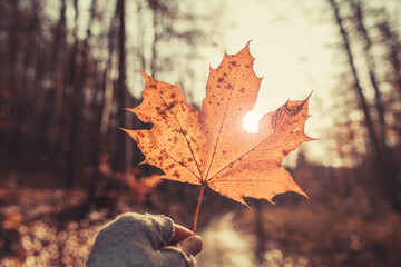 Autumn maple leaf in hand on a blurred background of the autumn forest, macro.