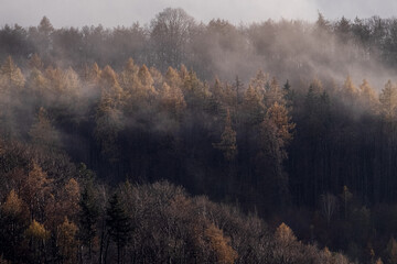 Mystical autumn forest in the fog, foggy landscape.