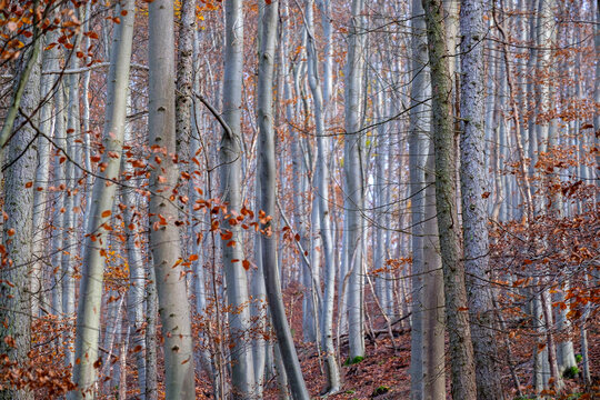 Autumn silver beech forest, natural autumn background, tree trunks, nature in Germany. © Elena Krivorotova