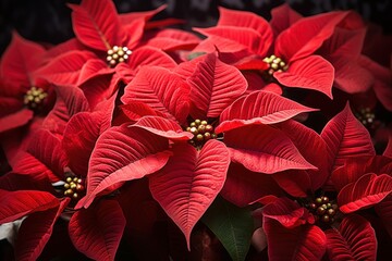 Obraz premium Poinsettias - Generative AI