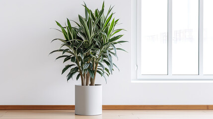 Dracaena plant in a vase. Modern minimalist house interior