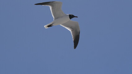 seagull in the sky