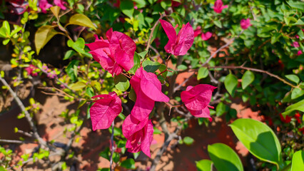 pink paper flower or Bougainvillea