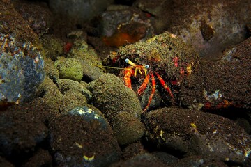 Red hermit crab with blue eyes on the seabed. Underwater picture, marine life in the night. Scuba diving on the reef. Crab on the rocks. Aquatic wildlife in the deep sea.