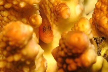 Red yellow hairy goby (Paragobiodon) hidden in the coral reef. Bearded small fish macro...