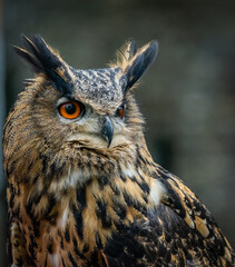Naklejka premium Owl's Head