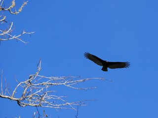 vulture in flight