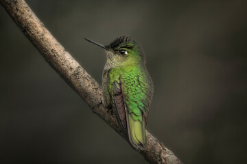 picaflor chico © Mauricio