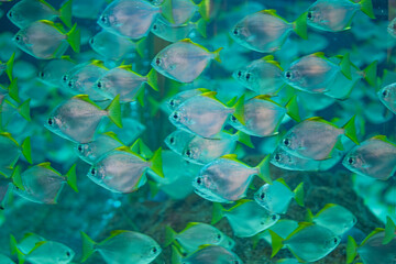 fish in an aquarium
