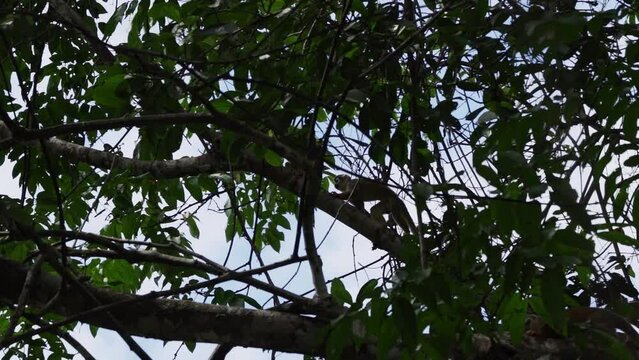 Cute little squirrel monkey jumping through the canopy of the tropical rainforest in the Cuyabeno wildlife reserve in the Amazon region of Ecuador.