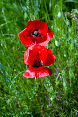 Field with red poppies and green grass. Beautiful field scarlet poppies flowers with selective focus.